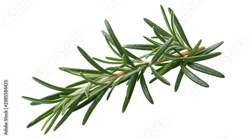 Rosemary sprig with green needle-like leaves