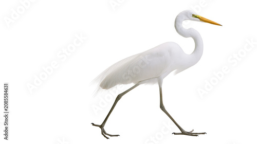 Photos Great Egret bird with long neck and yellow beak walking