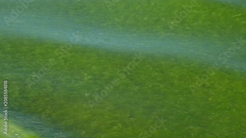 Background of green sea water with blooming algae ripples. Concept of ecological ocean environment problems