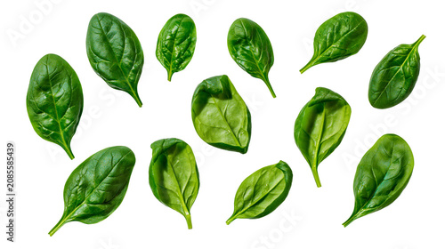 Fresh green spinach leaves scattered