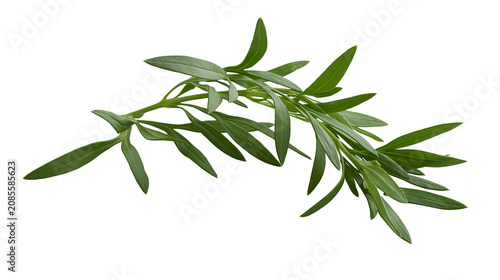 Foto Fresh green tarragon herb sprigs