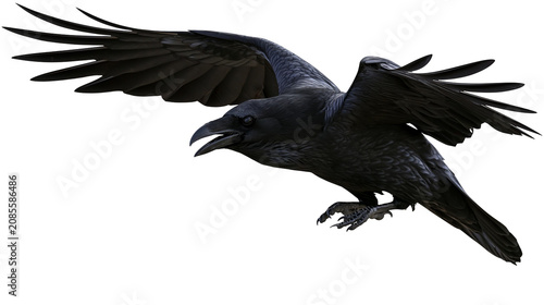 Black raven bird with open wings in flight