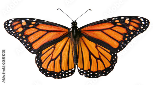 Tableau sur toile Monarch butterfly with orange and black wings spread open