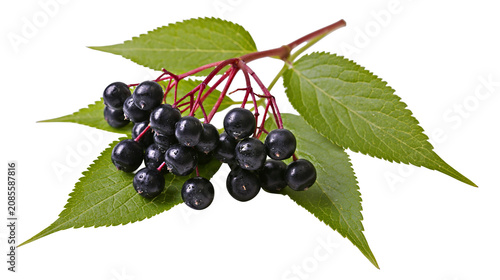 Obraz na płótnie Black elderberries on stem with green leaves