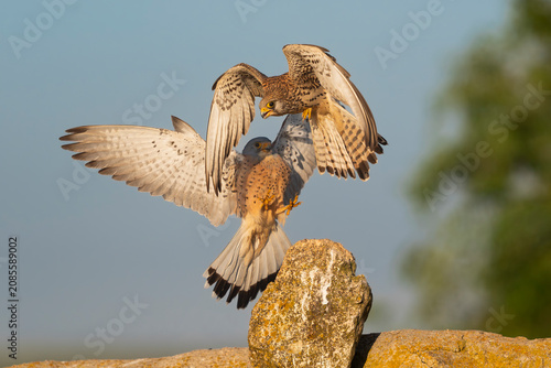 Action shot of two Lesser Kestrels (Falco naumanni) interacting mid-air over rocks at El Taray, Spain. Golden hour wildlife stock photography.