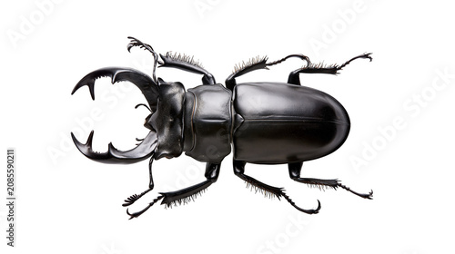Konstfotografi Black stag beetle with large mandibles and spiky legs
