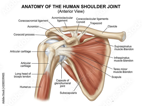 Human shoulder joint anterior anatomy diagram