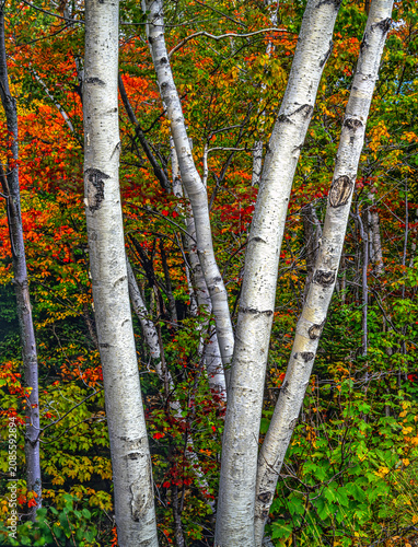 Betula papyrifera, paper birch,