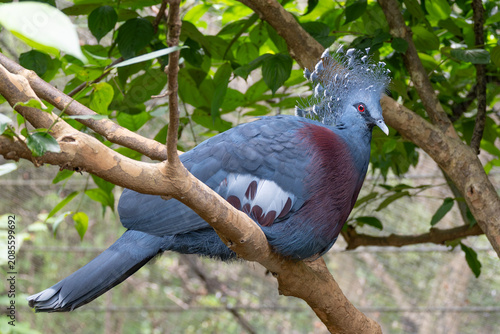 Close-up of Victoria crowned pigeon.