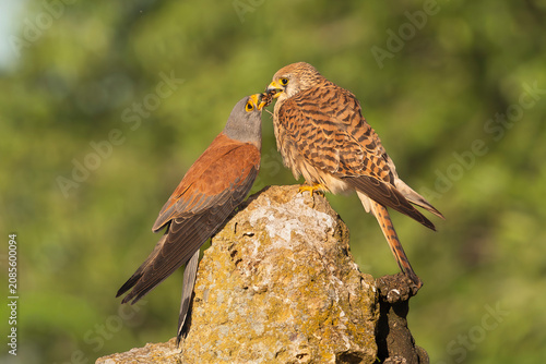 Mating pair of lesser kestrels - Falco naumanni sharing food on a rock in El Taray, Spain. Stock photo capturing courtship behavior and interaction between a male and female falcon.