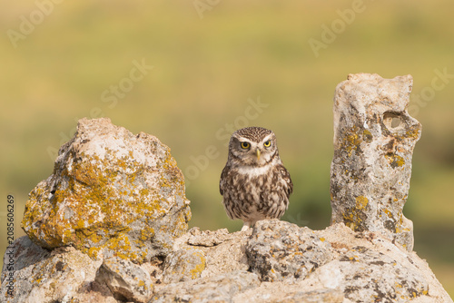 Little owl - Athene noctua perched on rocks in El Taray, Spain. Wildlife stock photography of a small predator bird with intense yellow eyes.