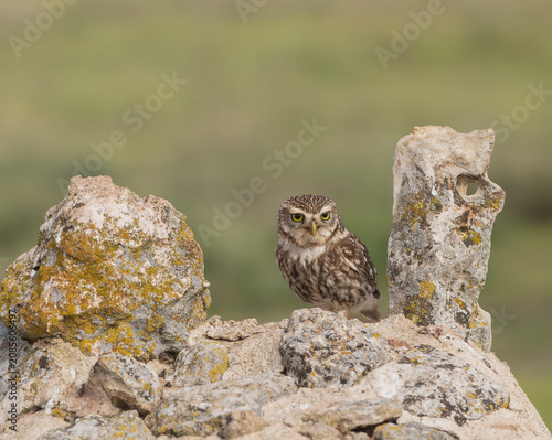 Little owl (Athene noctua) perched among rocks in El Taray, Spain. Alert small wild owl looking forward, ideal for nature and wildlife stock photography.