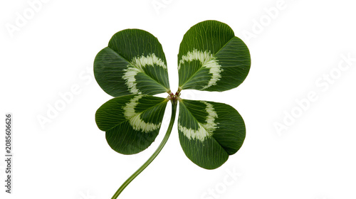 Принти на полотні Four leaf clover with green leaves and white markings