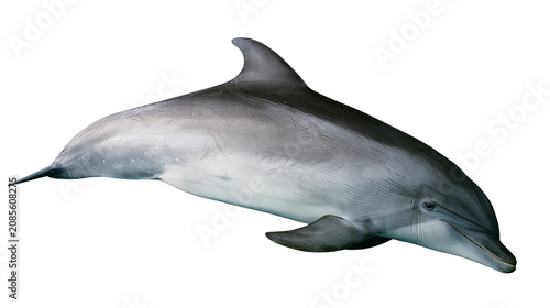 Fotografija Gray dolphin with dark dorsal fin and flipper