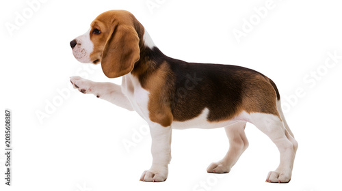 Canvas Print Beagle puppy dog raising paw standing, looking left