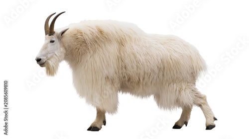 Φωτογραφία White mountain goat with long shaggy fur and curved horns