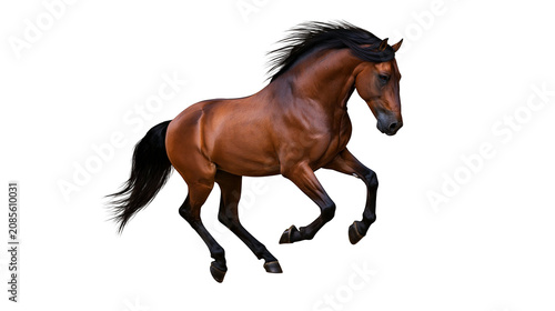 Photos Brown horse with black mane and tail galloping