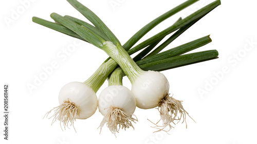 Foto Three fresh spring onions with white bulbs and green stalks