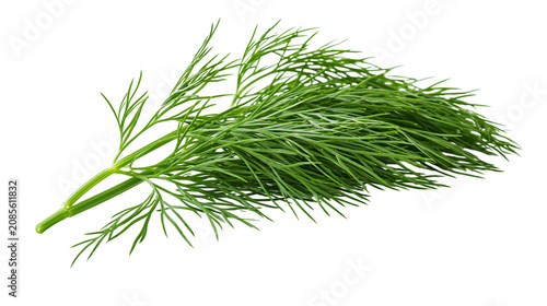 Tableau sur toile Fresh dill herb sprigs with feathery green leaves