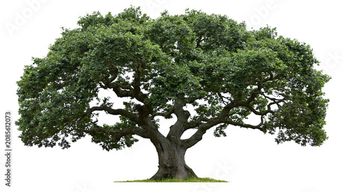 фотографія Large mature oak tree with dense green foliage and thick trunk