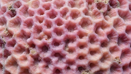 Close-up macro texture of pink porous coral skeleton with honeycomb pattern.
