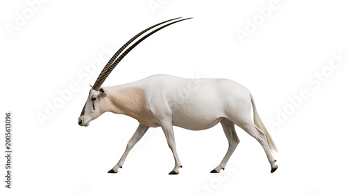 Billede på lærred White Scimitar Oryx antelope with long curved horns walking