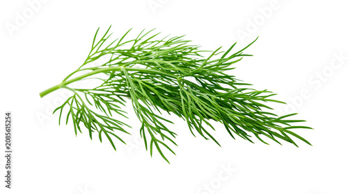 Obraz na plátně Fresh green dill herb sprig with delicate feathery leaves