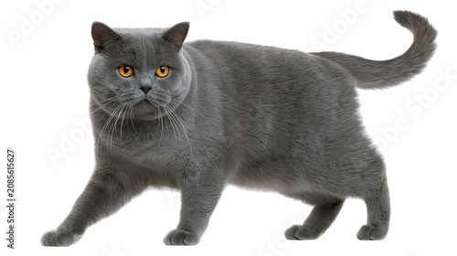 Quadro em tela British Shorthair cat with grey fur and orange eyes