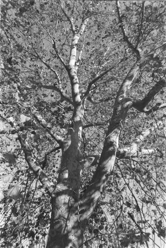 Bild auf Leinwand Platano d'inverno
