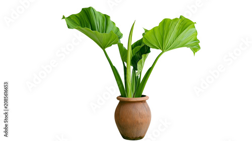 Konstfotografi Green tropical plant with large leaves in a terracotta pot