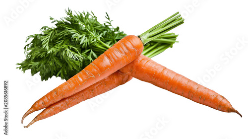 Obraz na płótnie Two fresh orange carrots with green leafy tops
