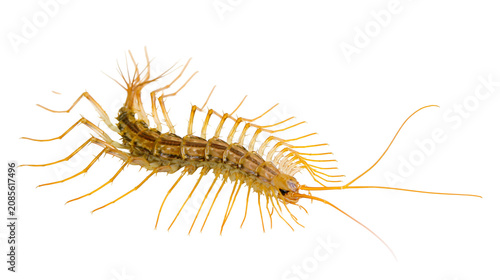 Canvastavla House centipede with long legs and antennae