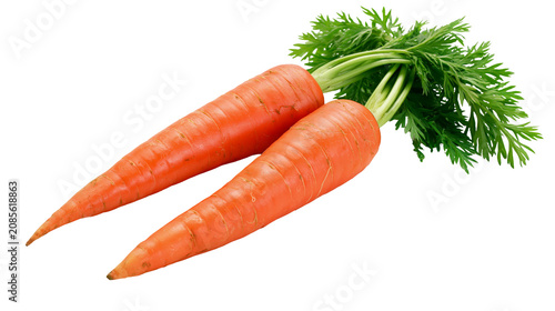 Two fresh orange carrots with green leafy tops