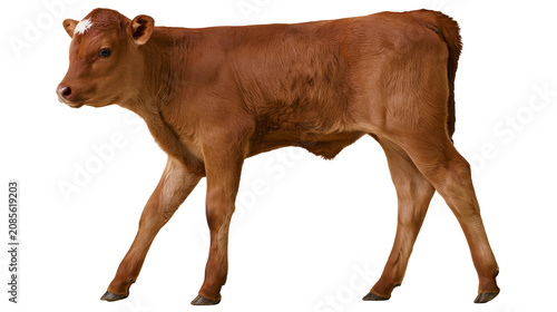 Tableau sur toile Brown calf with white marking on forehead standing