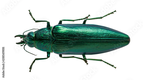 Photography Metallic green jewel beetle insect macro detail