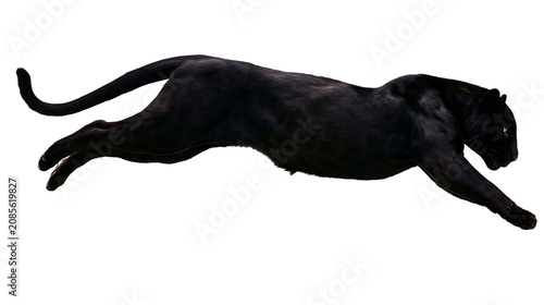 Canvas Print Black panther running motion wild cat predator