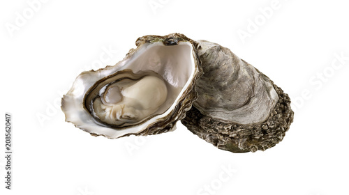 Canvas Print Opened oyster with plump meat and rough shell