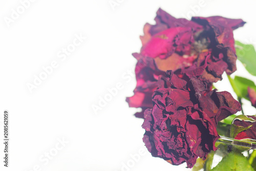 Tableau sur toile Close-up of shriveled red rose blossoms with curled petals against white background and generous copy space