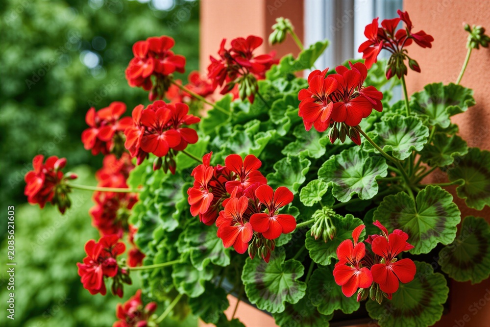 Naklejka premium Red geranium flowers bloom in window box on building exterior. Lush green leaves surround bright blossoms. Sunny day illuminates vibrant plant life, home decor.