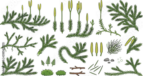 Foto Detailed club moss plant botanical vector illustration set featuring branches, s