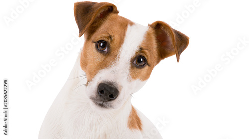 Tableau sur toile Jack Russell Terrier dog head tilt curious expression