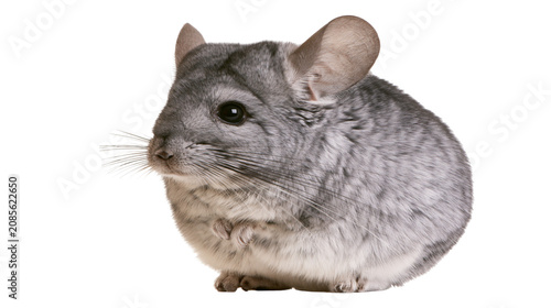 Bild auf Leinwand Fluffy grey chinchilla rodent with large ears and whiskers
