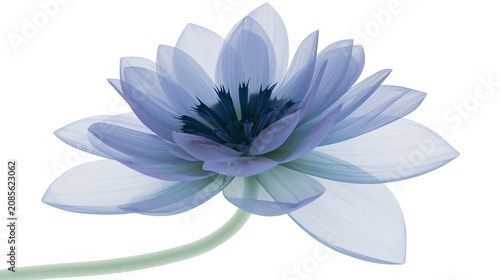 Blue lotus flower with translucent petals and dark center