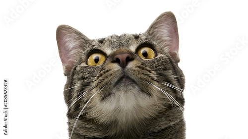 Fotografie Tabby cat face looking up with wide yellow eyes