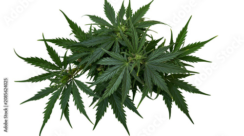 Canvastavla Green cannabis plant with serrated leaves and buds