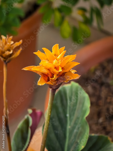 Cuadro en lienzo Bright orange starburst inflorescence of an eternal flame plant (Goeppertia crocata) blooming on a tall stem above green foliage in a terracotta pot