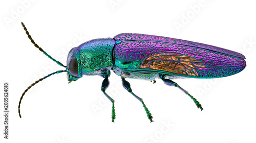 Photography Iridescent metallic jewel beetle with purple and green exoskeleton