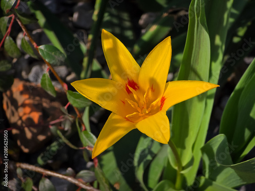 Konstfotografi Horizontal view of a vibrant yellow botanical tulip (Tulipa sylvestris) flower fully open in a star-shaped bloom with subtle red markings near the base of the petals