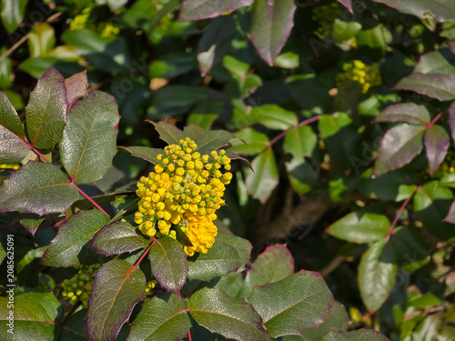 Cuadro en lienzo Budding yellow flower cluster of Oregon grape (Mahonia aquifolium) surrounded by glossy, spiny green leaves with reddish margins under bright daylight