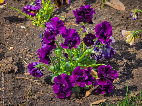Obraz na płótnie Vibrant cluster of dark purple ruffled pansies (Viola × wittrockiana) blooming in dark garden soil under bright daylight